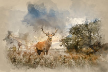 Powerful Red Deer Stag In Countryside Landscape Scene Looking Out Into Distance Contemplation Concept Image