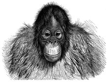 Orangutan (Pithecus Satyrus) - Vintage Illustration From Meyers Konversations-Lexikon 1897