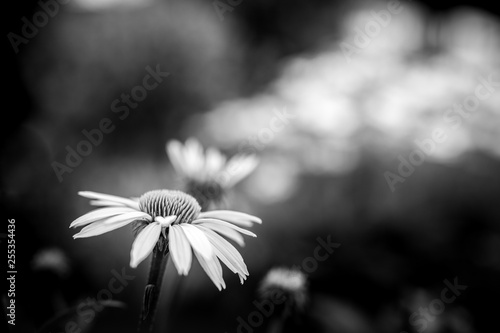 White and yellow flowers background. Spring summer concept, nature scenery wi...