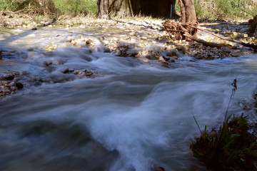 stream in the forest