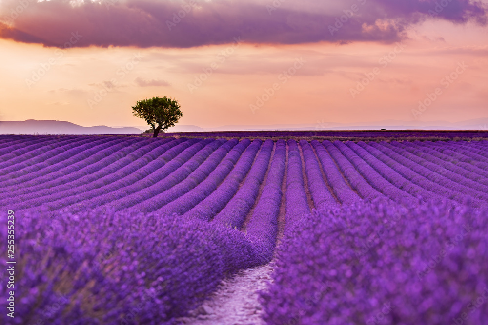 Stunning landscape with lavender field at sunset. Blooming violet fragrant lavender flowers with sun rays with warm sunset sky. - obrazy, fototapety, plakaty 