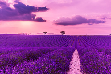 Stunning landscape with lavender field at sunset. Blooming violet fragrant lavender flowers with sun rays with warm sunset sky.