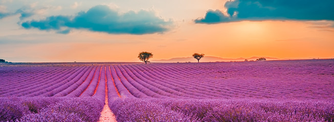 Panoramic view of French lavender field at sunset. Sunset over a violet lavender field in Provence, France, Valensole. Summer nature landscape