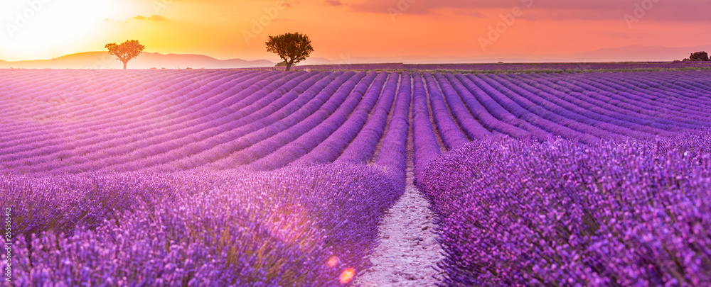 Stunning landscape with lavender field at sunset. Blooming violet fragrant lavender flowers with sun rays with warm sunset sky. - obrazy, fototapety, plakaty 