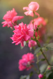 Fototapeta Krajobraz - Pink pale roses bush in summer garden or park nature background.