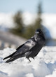 American Crow Closeup in the Snow