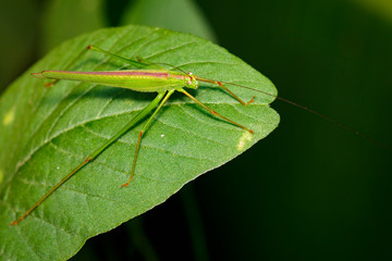 Wall Mural - Image of green grasshopper (Small Green Leaf Katydid.,Orthelimaea leeuwenii) on green leaves. Insect. Animal