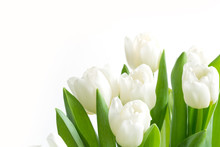 Bouquet Of White Tulip On White. Floral Pattern. Space For Text.