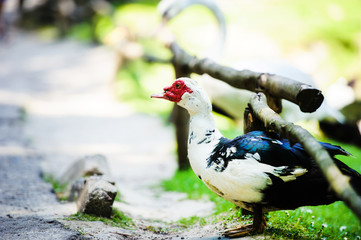 Wall Mural - Duck on green grass