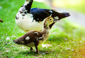 Wall Mural - Duck on green grass