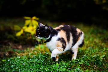 Young three-colored cat in the garden