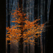 orange leaves of a small tree in a dark forest