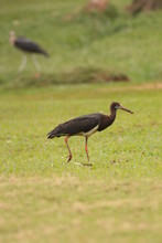 The Abdim's Stork, Also Known As White-bellied Stork. A Black Stork With Grey Legs, Red Knees And Feet, Grey Bill And White Underparts, Occurring In Africa.