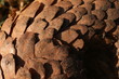 Scales of tree pangolin, killed by poachers. Species is also known as the white-bellied pangolin or three-cusped pangolin and it is an endangered animal hunted for its scales used in asian medicine.