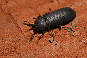 Wall Mural - Horned african darkling beetle on a close up picture in its natural habitat. A common beetle species occurring on dead wood.