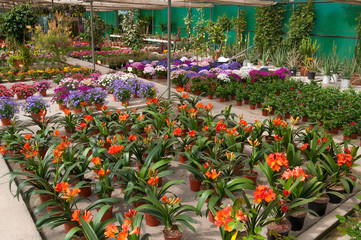 Wall Mural - beautiful colorful fresh flowers in pots in a flower shop