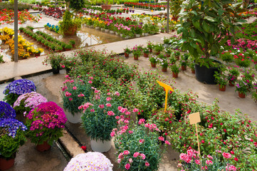 Wall Mural - beautiful colorful fresh flowers in pots in a flower shop