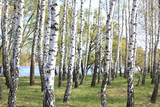 Fototapeta Natura - Young birch with black and white birch bark in spring in birch grove against the background of other birches