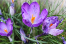 Crocuses In Flower On A Sunny Spring Day