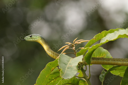Jamesons green mamba hiding in the vegetation Poster Mural XXL