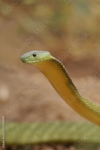 Jamesons green mamba, a highly venomous species occurring in Eastern Africa, showing warning behavior Poster Mural XXL