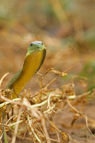 Photographie Jamesons green mamba, a highly venomous species occurring in Eastern Africa, showing warning behavior