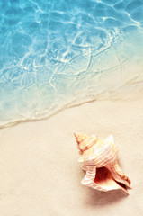 Seashell on the summer beach in sea water. Summer background. Summer time.