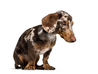 Wall Mural - Dachshund, 5 months old, sitting in front of white background