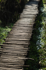 A walking path in Okhla Bird Santuary