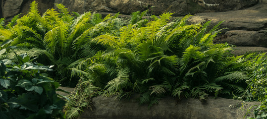 fern on the rocks