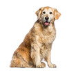 Golden Retriever, 12 years old sitting in front of white backgro