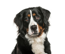 Bernese Mountain Dog In Front Of White Background