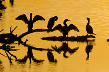 Four Neotropic Cormorants (Phalacrocorax Brasilianus) At Sunset