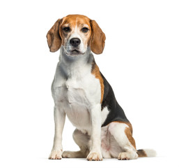 Wall Mural - Beagle sitting in front of white background