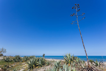 Wall Mural - Sandy dunes in the mediterranean, Denia, Valencia, Spain