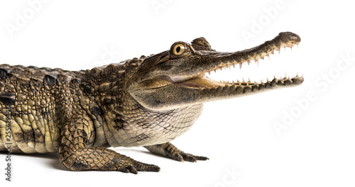 West African slender-snouted crocodile, 3 years old, isolated Poster Mural XXL