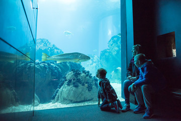 Wall Mural - Family watching the shoal of fish swimming in oceanarium