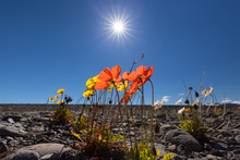 Lovely Icelandic Poppies Or Papaver Nudicaule