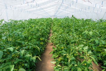 Wall Mural - Tomato seedling before planting into the soil, greenhouse plants, drip irrigation, greenhouse cultivation of tomatoes in agriculture, hard-working farmer hands