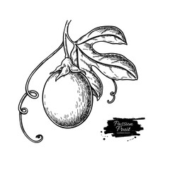 Wall Mural - Passion fruit branch vector drawing. Hand drawn tropical food illustration. Engraved summer passionfruit