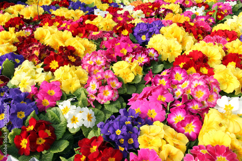 Background of multiple Primrose Primula Vulgaris plants in full bloom. Multicolor Primula Flowers, top view. Colorful perennial primroses are one of the first to bloom in spring. - obrazy, fototapety, plakaty 