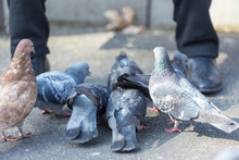 Man Sits Outside And Feeds Pigeons From Hands