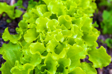 Agricultural field with green leaf lettuce salad on garden bed in vegetable field. Gardening background with green lettuce plants. Organic health food vegan vegetarian diet concept