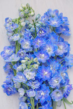  Composition With A Blue Delphinium Flowers On A Light Blue Wooden Background. 