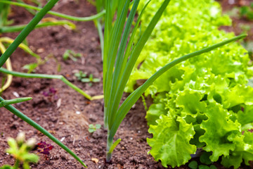 Agricultural field with green leaf lettuce salad and onion on garden bed in vegetable field. Gardening background with green lettuce plants. Organic health food vegan vegetarian diet concept