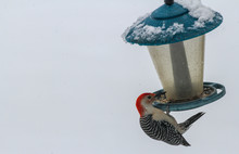 Red Bellied Woodpecker Paying Us A Visit