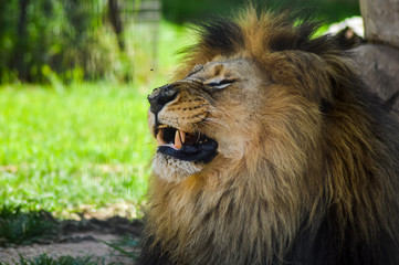 Wall Mural - A cute big young brown lion relaxing in a game reserve in South Africa