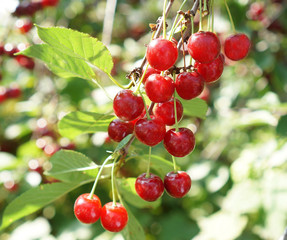 Poster - ......ripe cherry berries