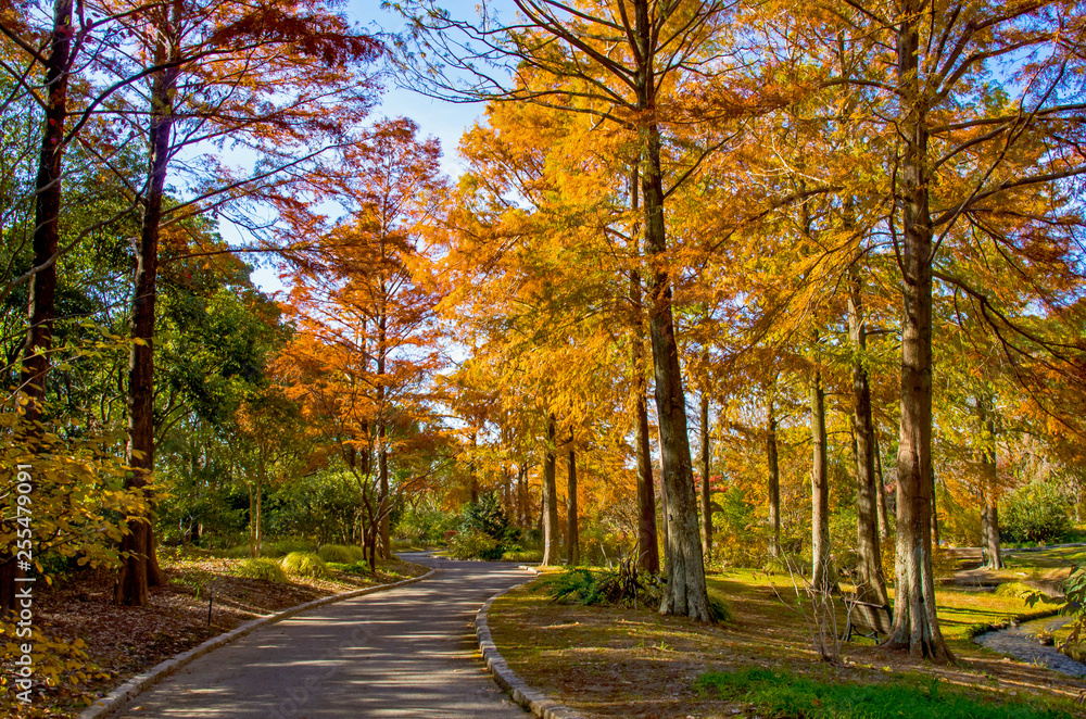 秋の遊歩道と紅葉する針葉樹 Las Panele Szklane Fototapety Fototapetka Eu 秋の遊歩道と紅葉する針葉樹 Las Panele Szklane Fototapety Fototapetka Eu