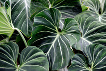Several Large Wide Tropical Green Leaves, Elephant Ears, In The Andes Mountains Of Colombia